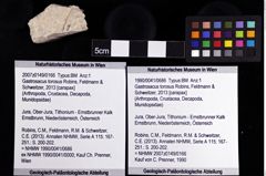 Foto (Objket + Etiketten) von Gastrosacus torosus (Robins, Feldmann & Schweitzer, 2013) 